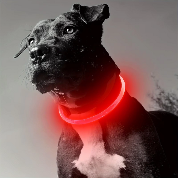 Hunde suffered necklace with usb-charging for increased visibility