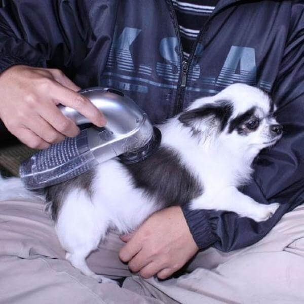 Effective Pet Hair Vacuum – Pet-Friendly Grooming